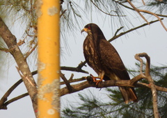 Rostrhamus sociabilis