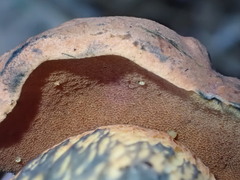 Neoboletus luridiformis