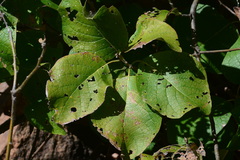 Cordia glabrata