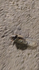 Cryptotympana atrata