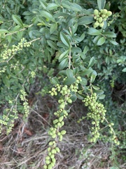Ligustrum quihoui
