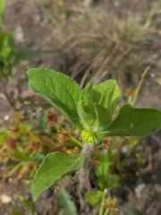 Acanthospermum hispidum