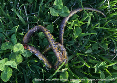 Atractus crassicaudatus