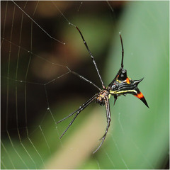 Micrathena schreibersi