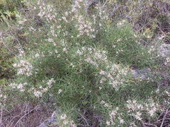 Hakea trifurcata