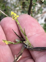 Sisymbrium officinale