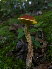 Aureoboletus betula