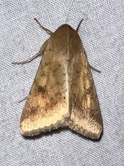 Helicoverpa zea