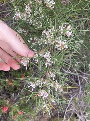 Hakea trifurcata