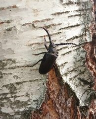 Prionus coriarius