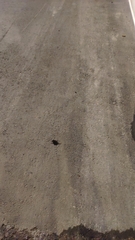 Cryptotympana atrata