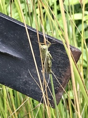 Melanoplus differentialis