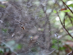 Frontinellina frutetorum