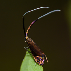 Adela caeruleella