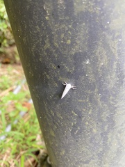 Creatonotos transiens