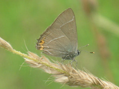 Satyrium w-album