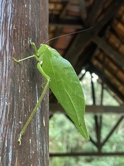 Stilpnochlora