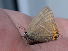 Satyrium w-album