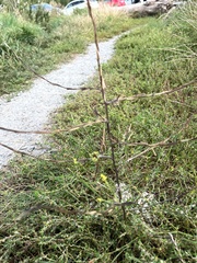 Sisymbrium officinale