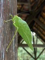 Stilpnochlora
