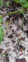 Insecta