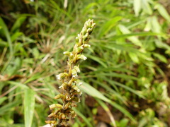 Microchilus