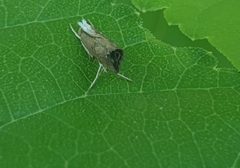 Grapholita delineana