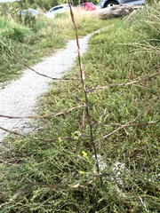 Sisymbrium officinale