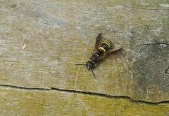 Ancistrocerus parietum