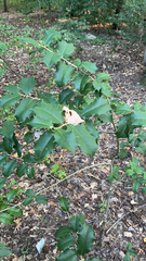 Ilex opaca