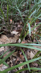 Liriope muscari