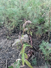 Persicaria maculosa