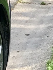 Dissosteira carolina