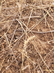 Poa bulbosa