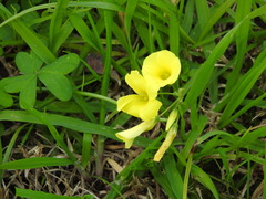 Oxalis pes-caprae