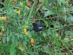 Diglossa albilatera