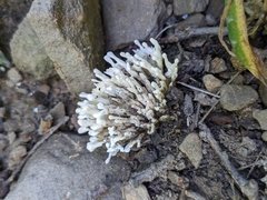 Sebacina schweinitzii