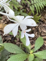 Calanthe triplicata