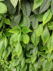 Hemiboea subcapitata