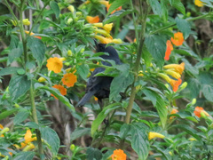 Diglossa albilatera