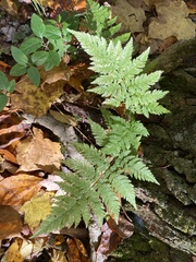 Dryopteris carthusiana
