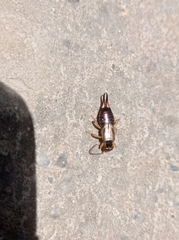 Forficula auricularia