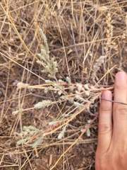 Bassia prostrata