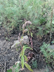Persicaria maculosa