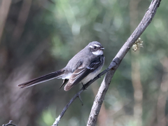 Rhipidura albiscapa