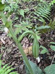 Calanthe triplicata