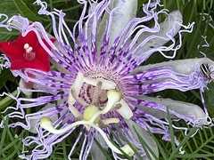 Passiflora incarnata