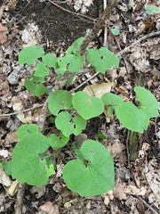 Asarum canadense