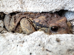 Bufo spinosus