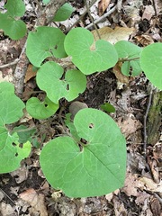 Asarum canadense